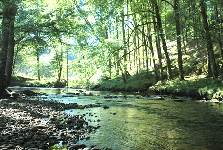 Au Bois de Calais Limosín - Corrèze visuel 2/10 Au Bois de Calais Limosín - Corrèze visuel 2/10