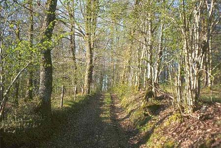 Au Bois de Calais Limosín - Corrèze visuel 3/10 Au Bois de Calais Limosín - Corrèze visuel 3/10