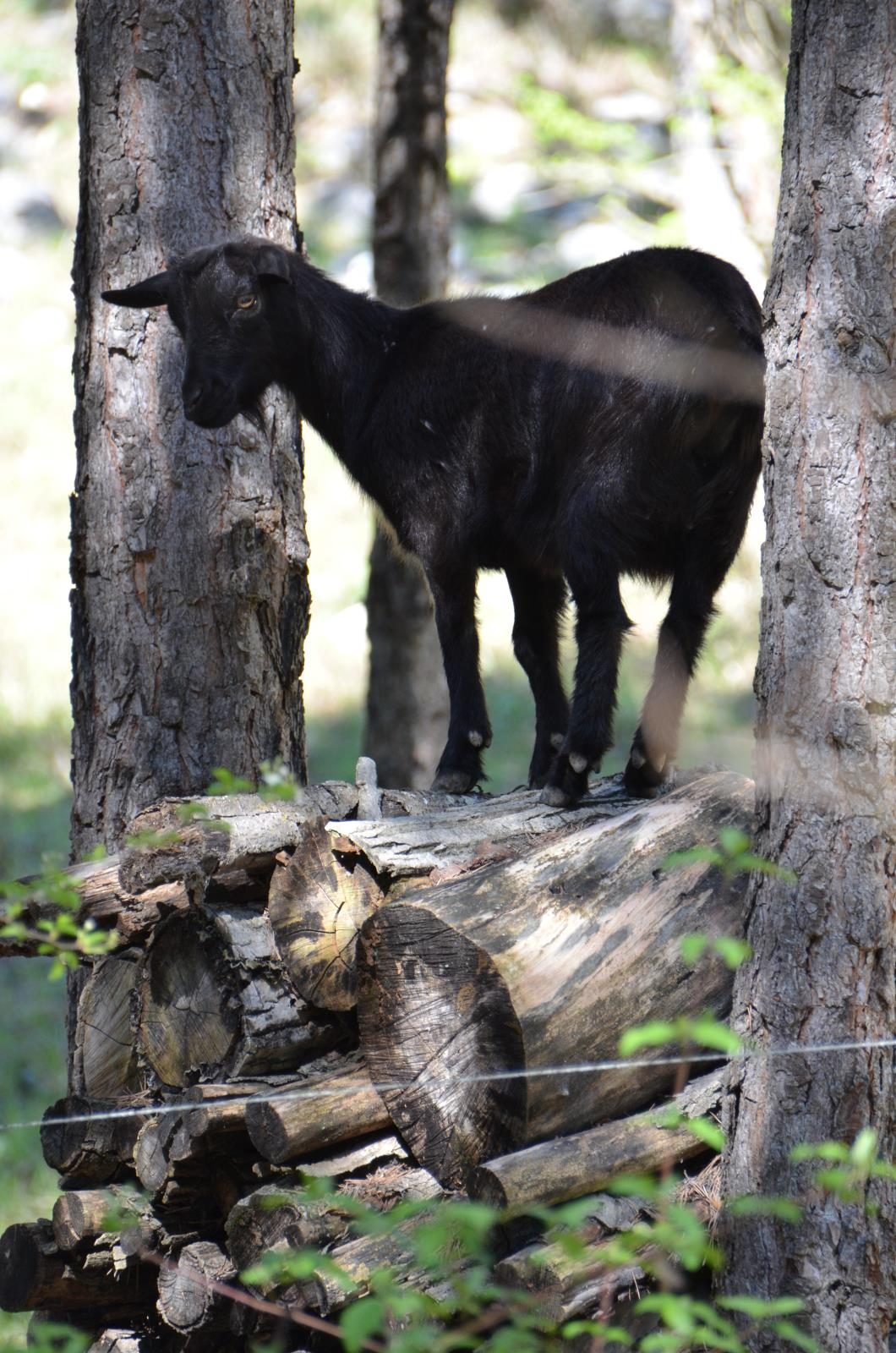 Calme et Nature Provenza-Alpes-Costa Azul - Castellane visuel 2/6 Calme et Nature Provenza-Alpes-Costa Azul - Castellane visuel 2/6
