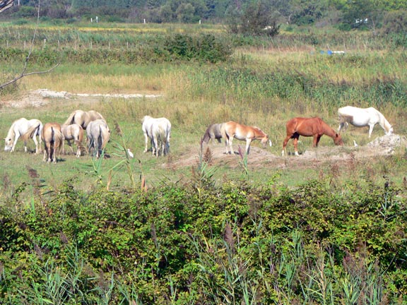 Crin Blanc Provenza-Alpes-Costa Azul - Albaron sur Arles visuel 7/7