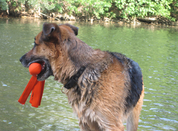CynoCamp Terre Neuve Languedoc-Rosellón - Verfeuil visuel 4/7 CynoCamp Terre Neuve Languedoc-Rosellón - Verfeuil visuel 4/7