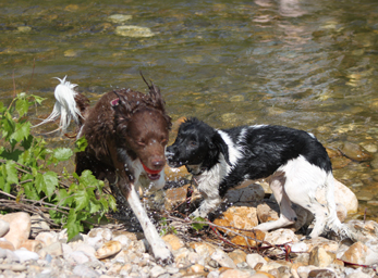 CynoCamp Terre Neuve Languedoc-Rosellón - Verfeuil visuel 2/7 CynoCamp Terre Neuve Languedoc-Rosellón - Verfeuil visuel 2/7