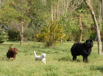 CynoCamp Terre Neuve Languedoc-Rosellón - Verfeuil visuel 3/7 CynoCamp Terre Neuve Languedoc-Rosellón - Verfeuil visuel 3/7