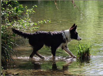 CynoCamp Terre Neuve Languedoc-Rosellón - Verfeuil visuel 7/7 CynoCamp Terre Neuve Languedoc-Rosellón - Verfeuil visuel 7/7