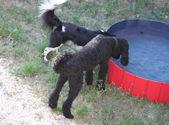 CynoCamp Terre Neuve Languedoc-Rosellón - Verfeuil visuel 1/7 CynoCamp Terre Neuve Languedoc-Rosellón - Verfeuil visuel 1/7
