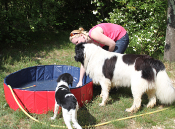 CynoCamp Terre Neuve Languedoc-Rosellón - Verfeuil visuel 5/7 CynoCamp Terre Neuve Languedoc-Rosellón - Verfeuil visuel 5/7
