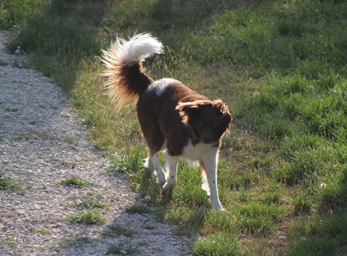 CynoCamp Terre Neuve Languedoc-Rosellón - Verfeuil visuel 6/7 CynoCamp Terre Neuve Languedoc-Rosellón - Verfeuil visuel 6/7