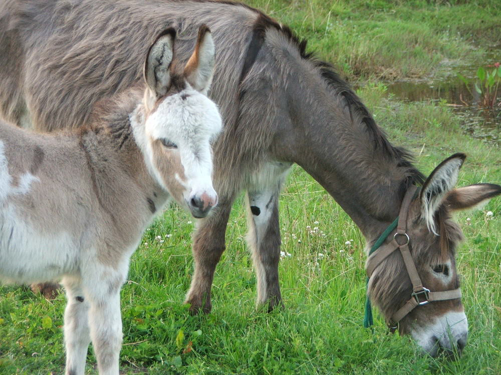 de Kreitsberg Brabante Septentrional - Voederheil visuel 3/3