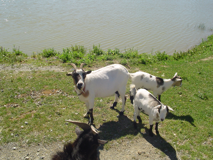 Camping de la Motte Países del Loira - Vendrennes visuel 5/11