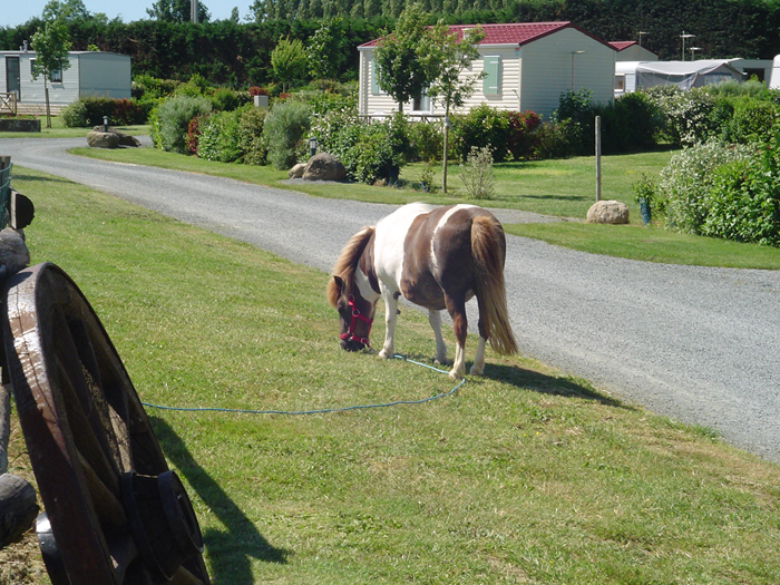 Camping de la Motte Países del Loira - Vendrennes visuel 6/11
