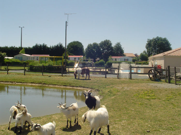 Camping de la Motte Países del Loira - Vendrennes visuel 9/11
