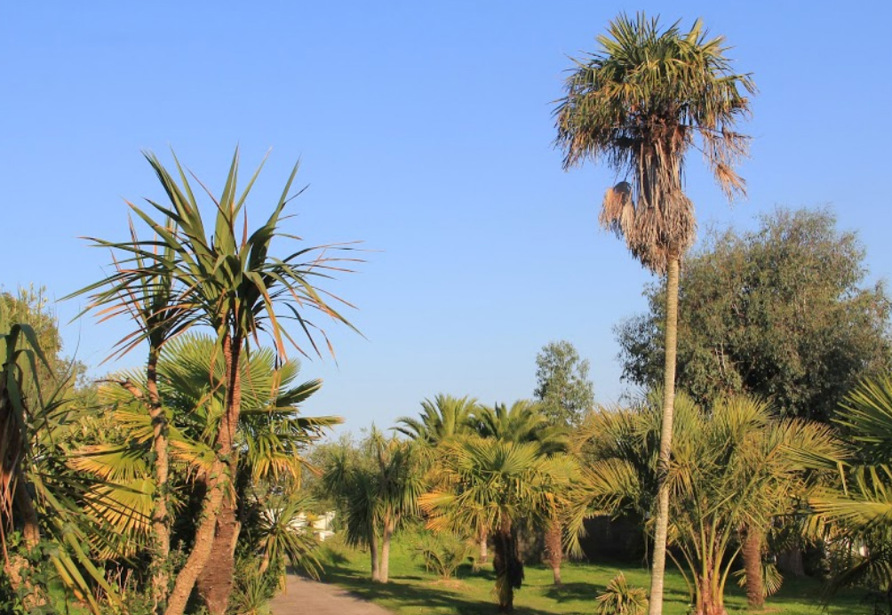 Camping des palmiers Bretaña - Binic visuel 1/1 Camping des palmiers Bretaña - Binic visuel 1/1