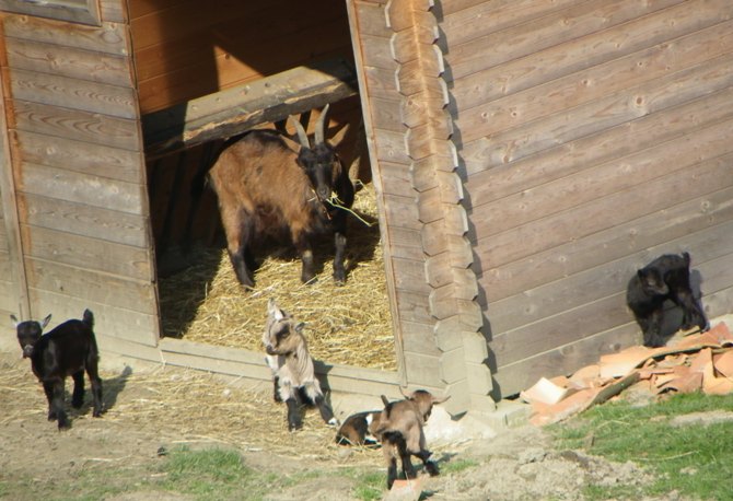 Domaine de la Boëre Países del Loira - Beaulieu-sous-la-Roche visuel 10/14 Domaine de la Boëre Países del Loira - Beaulieu-sous-la-Roche visuel 10/14