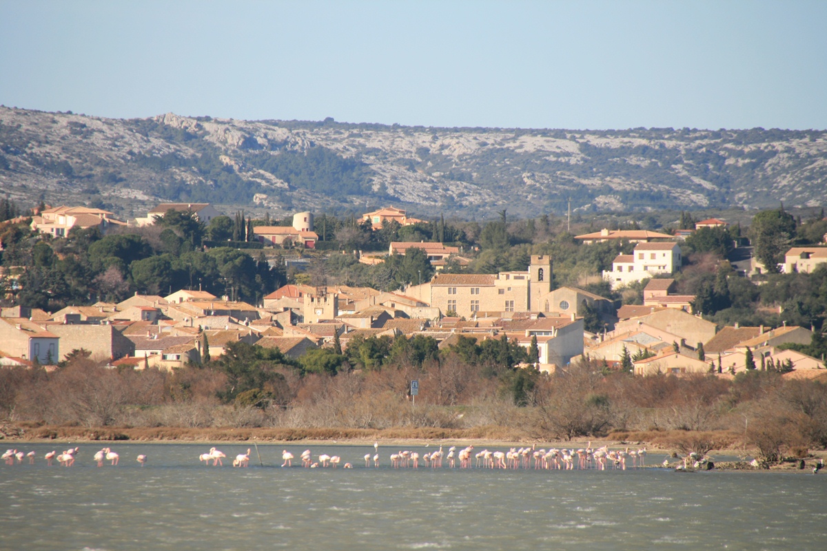 Domaine de la Palme Languedoc-Rosellón - La Palme visuel 7/10 Domaine de la Palme Languedoc-Rosellón - La Palme visuel 7/10