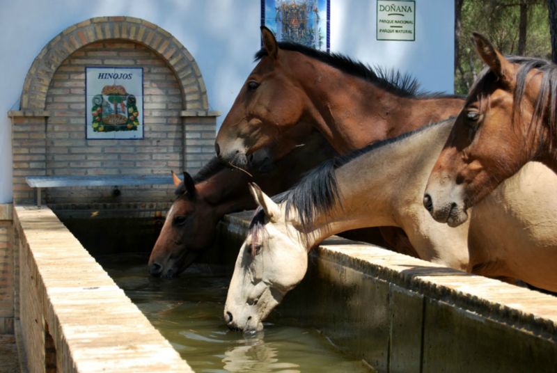 Doñarrayan Park Andalucía - Hinojos visuel 3/4