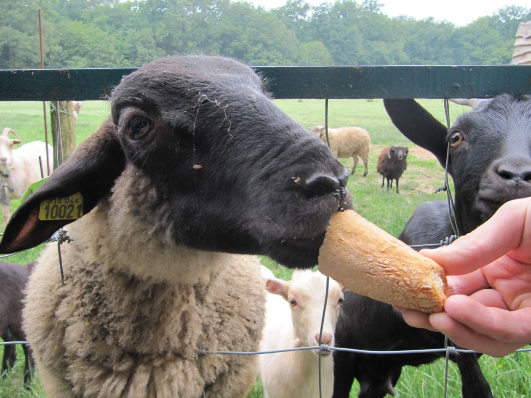 Ferme de Prunay centro valle - Seillac visuel 6/11 Ferme de Prunay centro valle - Seillac visuel 6/11