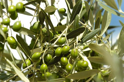 Italia Toscana - Torre del Lago Puccini visuel 10/10