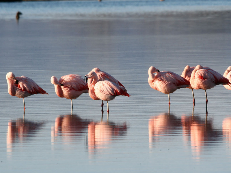 La Bergerie Plage Provenza-Alpes-Costa Azul - Hyères visuel 3/7 La Bergerie Plage Provenza-Alpes-Costa Azul - Hyères visuel 3/7