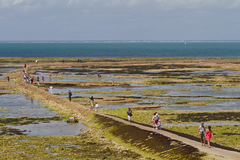 La Côte Sauvage Poitou-Charentes - Saint-Clément-des-Baleines visuel 11/17 La Côte Sauvage Poitou-Charentes - Saint-Clément-des-Baleines visuel 11/17