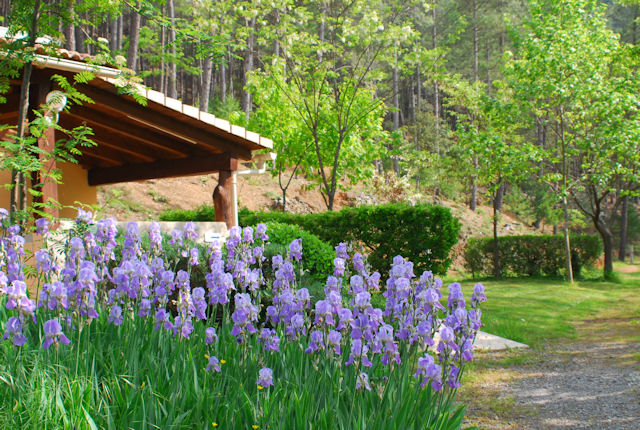 La Forêt Languedoc-Rosellón - Saint-Jean-du-Gard visuel 2/6 La Forêt Languedoc-Rosellón - Saint-Jean-du-Gard visuel 2/6