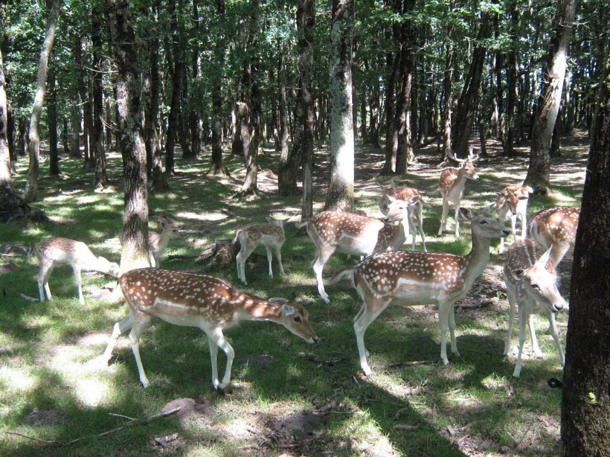 La Forêt Países del Loira - Aizenay visuel 3/3 La Forêt Países del Loira - Aizenay visuel 3/3