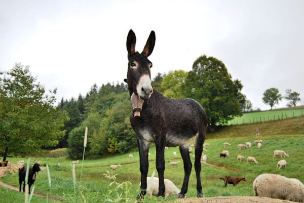 La Fressange Auvernia - Saint-Didier-en-Velay visuel 6/12