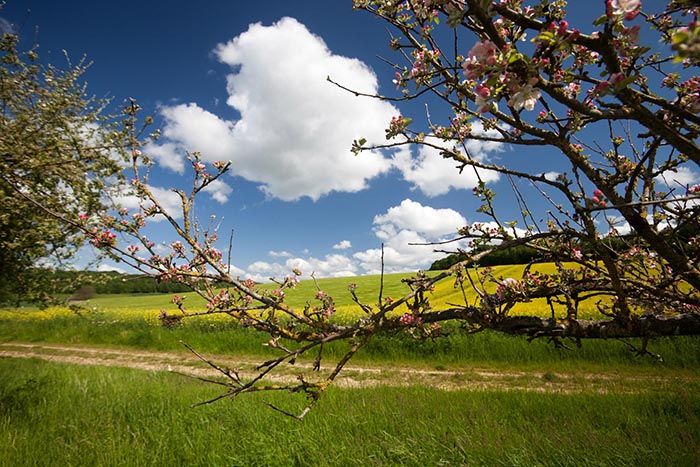 La Fromentelle Champaña-Ardenas - Dosches visuel 1/1
