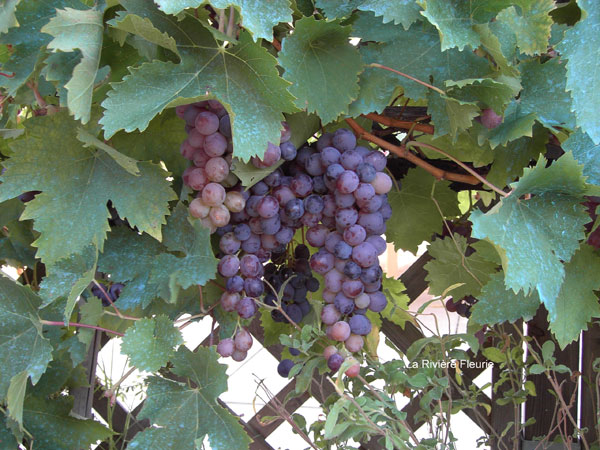 La Rivière Fleurie Aquitania - Saint-Antoine-de-Breuilh visuel 9/11 La Rivière Fleurie Aquitania - Saint-Antoine-de-Breuilh visuel 9/11