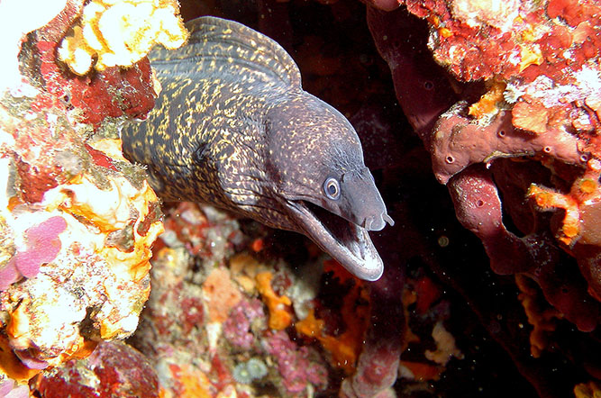 la Tour Fondue Provenza-Alpes-Costa Azul - Hyères visuel 10/11 la Tour Fondue Provenza-Alpes-Costa Azul - Hyères visuel 10/11