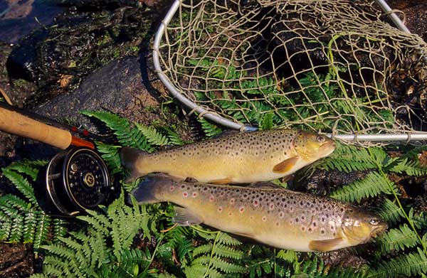 Langlade Auvernia - Céaux-d'Allègre visuel 1/1