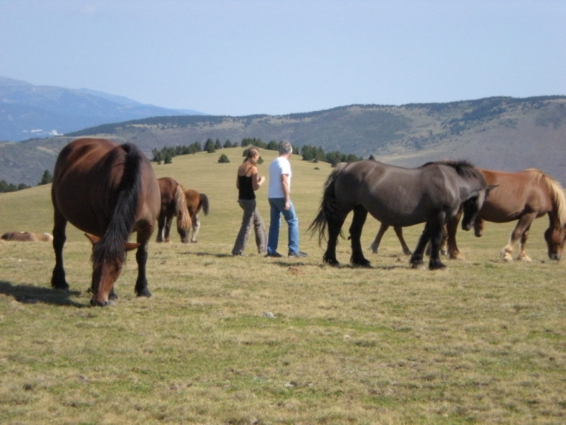 Las Asperas Languedoc-Rosellón - Palau-de-Cerdagne visuel 7/7