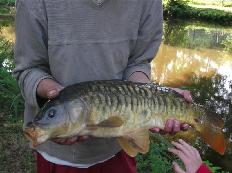 le Beauchêne Países del Loira - Avrillé visuel 18/18 le Beauchêne Países del Loira - Avrillé visuel 18/18