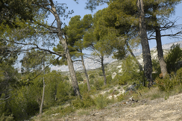 Camping de Puyloubier Provenza-Alpes-Costa Azul - Puyloubier visuel 5/6