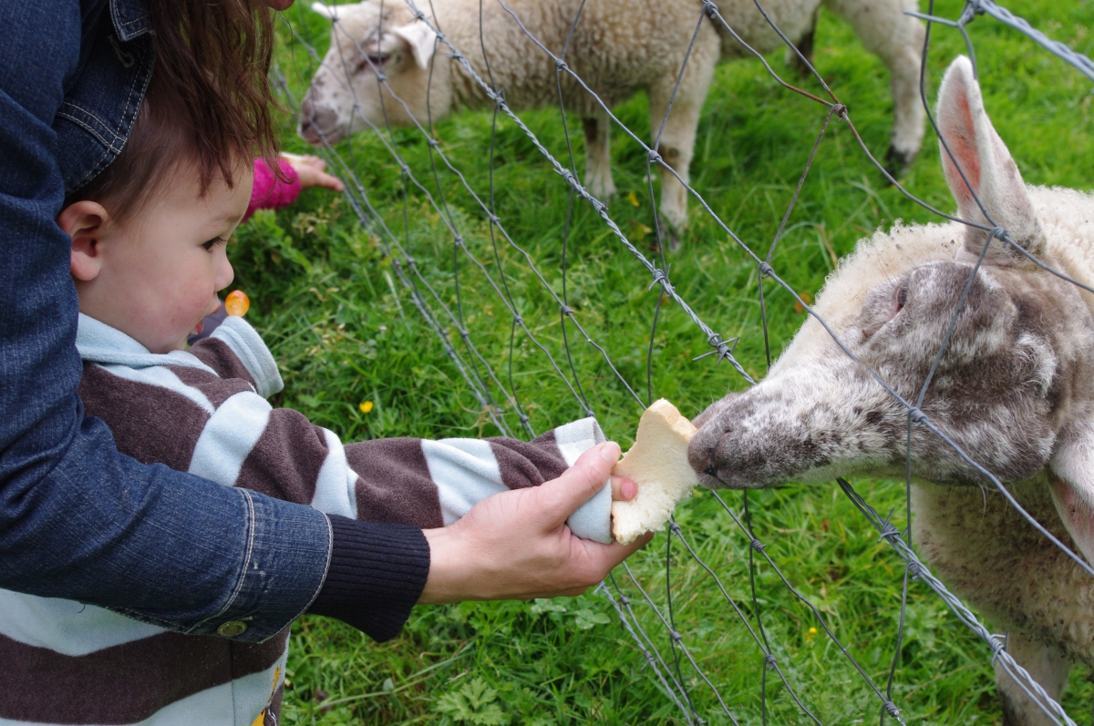 le Clos Cacheleux Picardía - Miannay visuel 3/10 le Clos Cacheleux Picardía - Miannay visuel 3/10