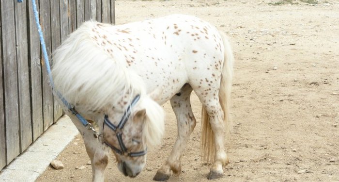 Le Mas Llinas Languedoc-Rosellón - Le Boulou visuel 9/10