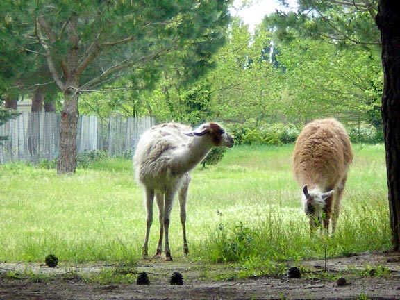Le Sainte Marie Languedoc-Rosellón - Sainte Marie la Mer visuel 11/12