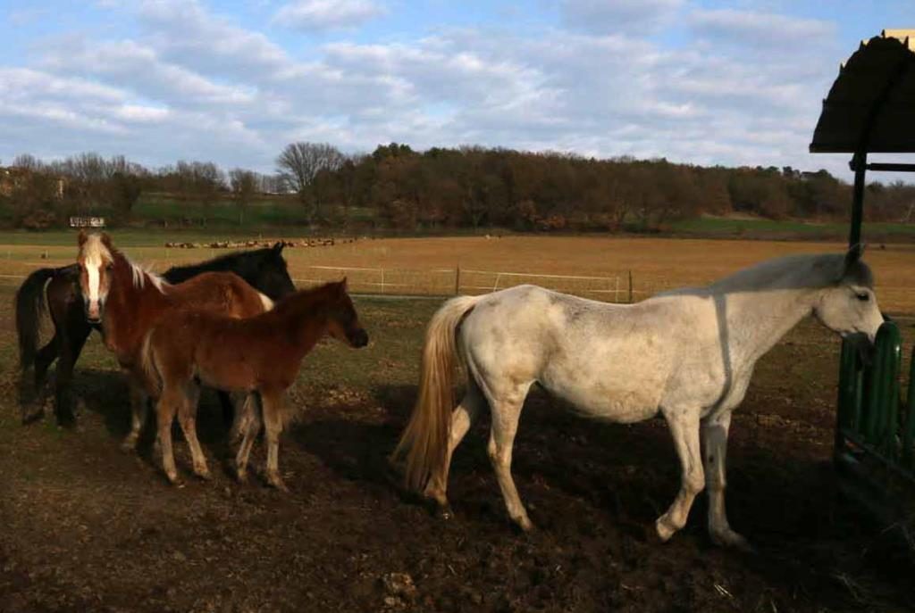 Les Coccinelles Provenza-Alpes-Costa Azul - Lurs visuel 2/4 Les Coccinelles Provenza-Alpes-Costa Azul - Lurs visuel 2/4