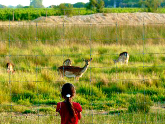 Les Fontaines Languedoc-Rosellón - Canet-en-Roussillon visuel 4/10
