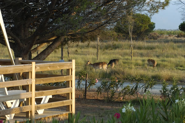 Les Fontaines Languedoc-Rosellón - Canet-en-Roussillon visuel 6/10