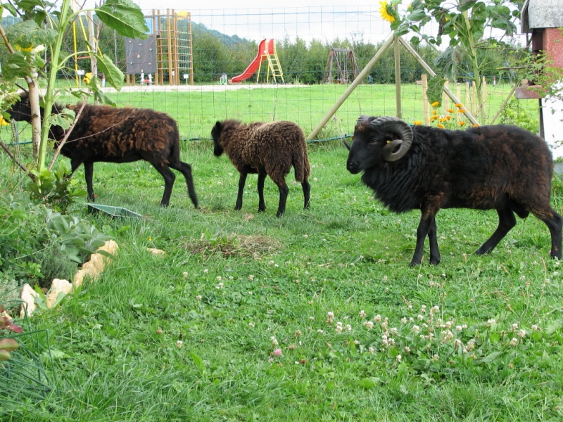 Les Hirondelles Champaña-Ardenas - BOURG STE MARIE visuel 5/7