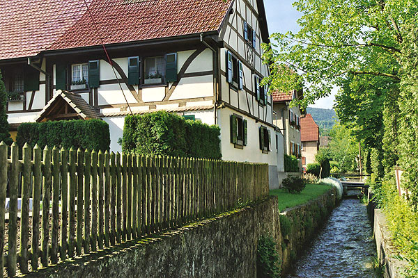 Les Lupins Alsacia - Seppois-le-Bas visuel 6/10 Les Lupins Alsacia - Seppois-le-Bas visuel 6/10