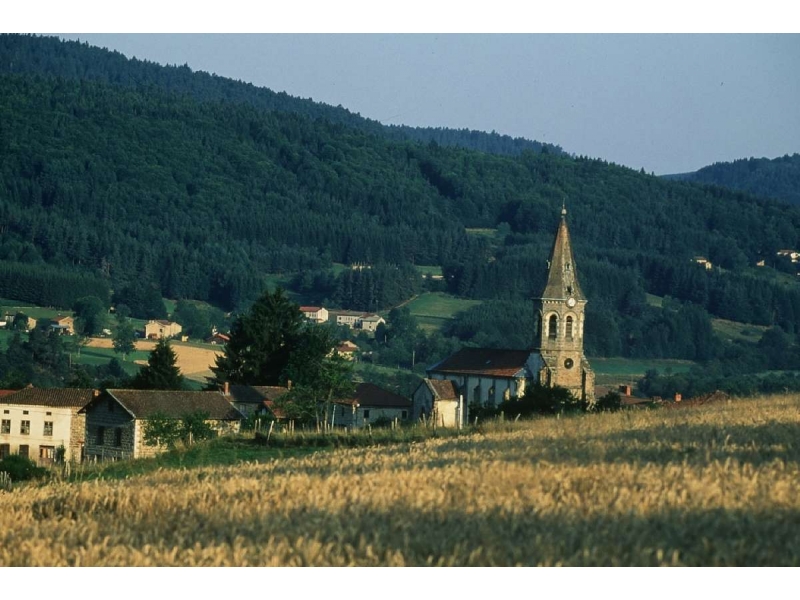 Les Narcisses Auvernia - Saint-Clément-de-Valorgue visuel 2/5