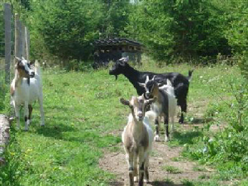 Les Pins Bretaña - Pénestin visuel 7/10 Les Pins Bretaña - Pénestin visuel 7/10