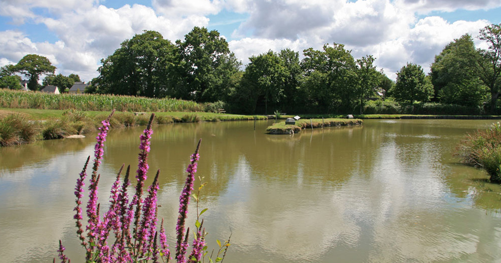 Les Prairies de L'Etang Países del Loira - Assérac visuel 3/9 Les Prairies de L'Etang Países del Loira - Assérac visuel 3/9