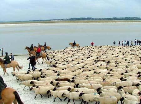 Les Vertes Feuilles Picardía - Quend visuel 8/11 Les Vertes Feuilles Picardía - Quend visuel 8/11