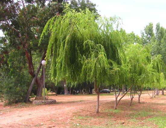 L'Esperanza Córcega - Lucciana visuel 1/1