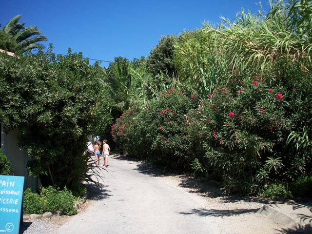 L'Ile d'Or Provenza-Alpes-Costa Azul - Hyères visuel 15/32 L'Ile d'Or Provenza-Alpes-Costa Azul - Hyères visuel 15/32
