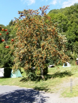 L'Ombrage Auvernia - Saint-Pierre-Colamine visuel 3/6