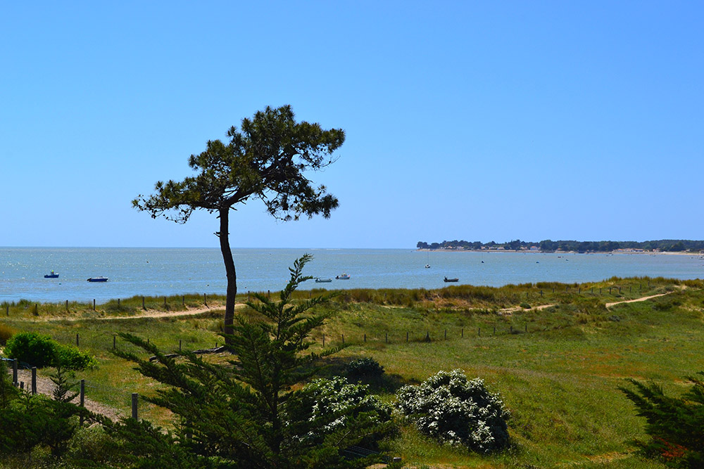 Camping Municipal de la Court Países del Loira - La Guérinière visuel 3/10 Camping Municipal de la Court Países del Loira - La Guérinière visuel 3/10