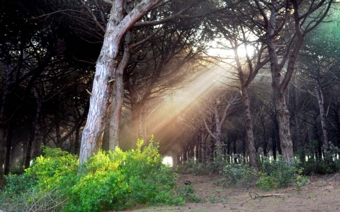 Parco della Gallinara Lacio - Anzio visuel 3/11